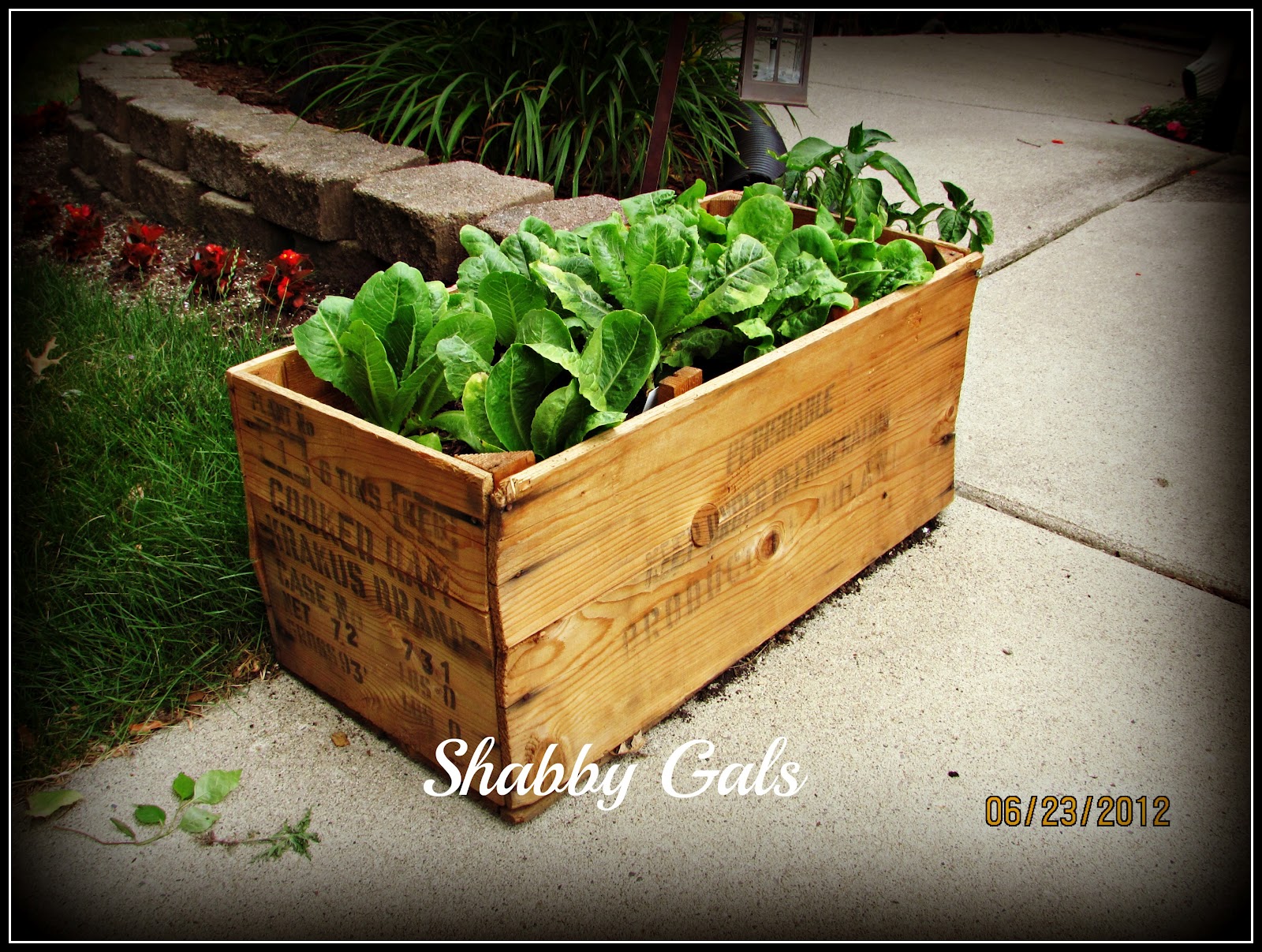 Shabby Gals Lettuce in a Box